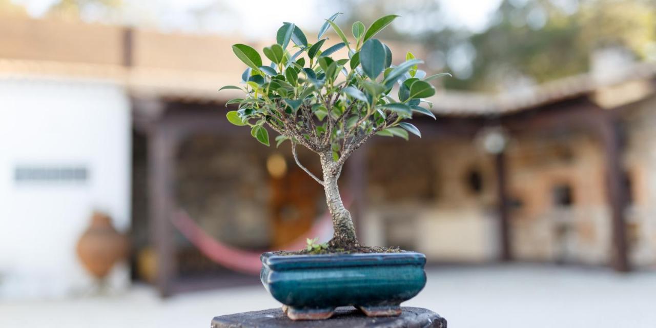 Quinta Dos Canteiros ファティマ エクステリア 写真